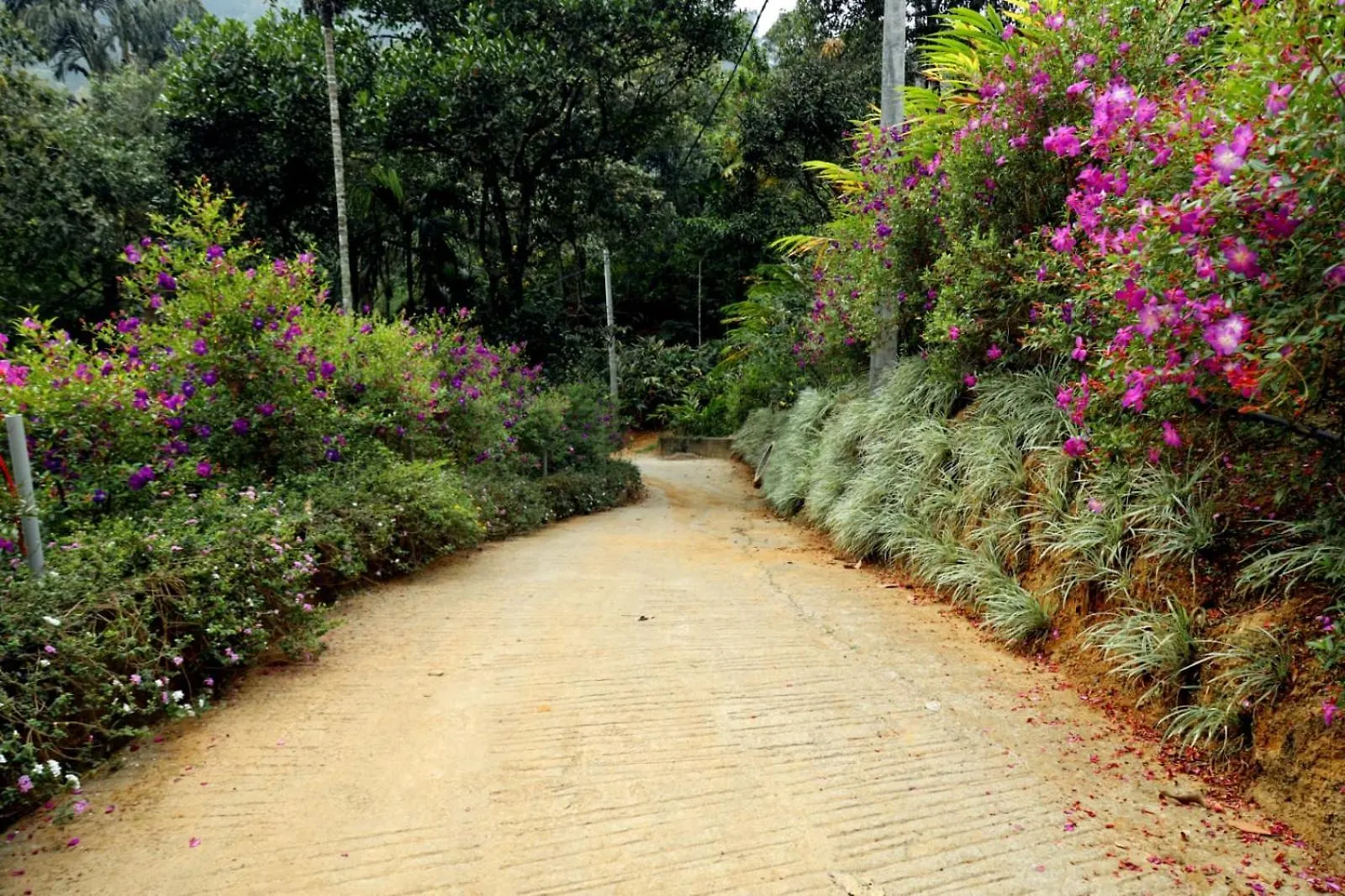 Garden Of Eden-Thottam Munnar-Hiking And Camping Anachal Resort